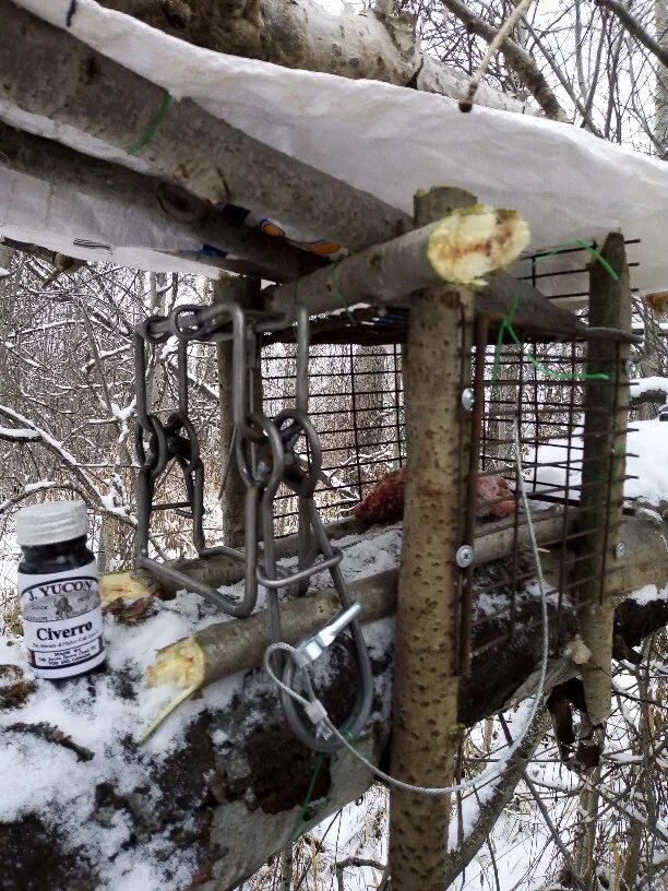 Приманка для соболя зимой своими руками Пушной промысел в вопросах и ответах. - Страница 10 - Клуб путешественников "Сиб