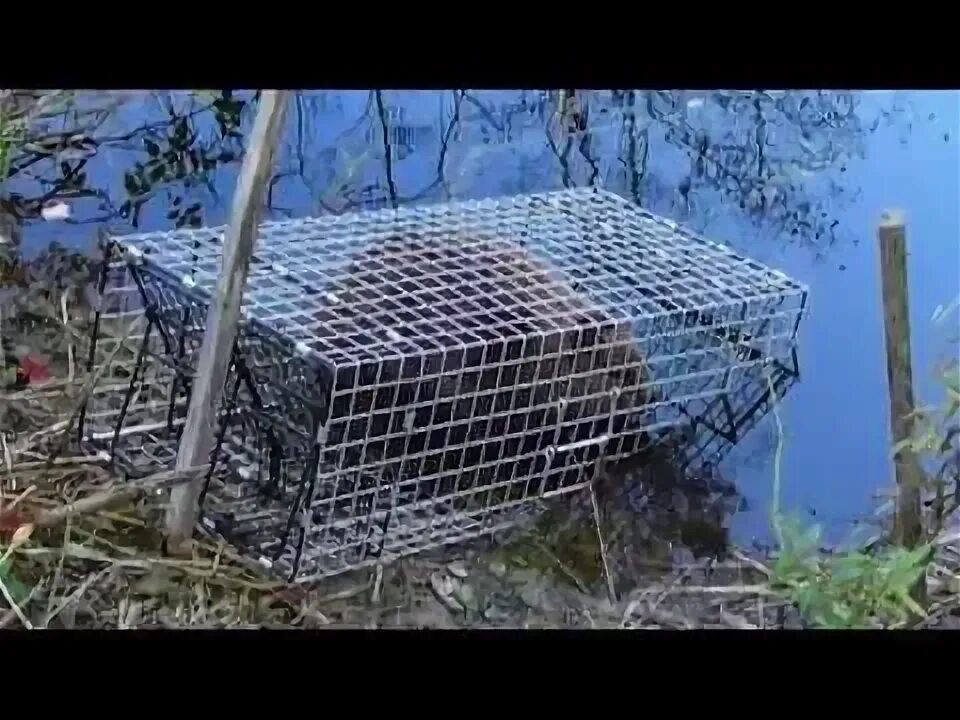 Приманка на бобра своими руками Comstock Beaver Trap / Cronks #1 Beaver lure - YouTube