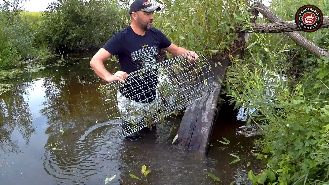 Приманка на бобра своими руками без струи Бобр Постановка Приманки Beaver #1 "Живоловушка" 23.08.19 - YouTube