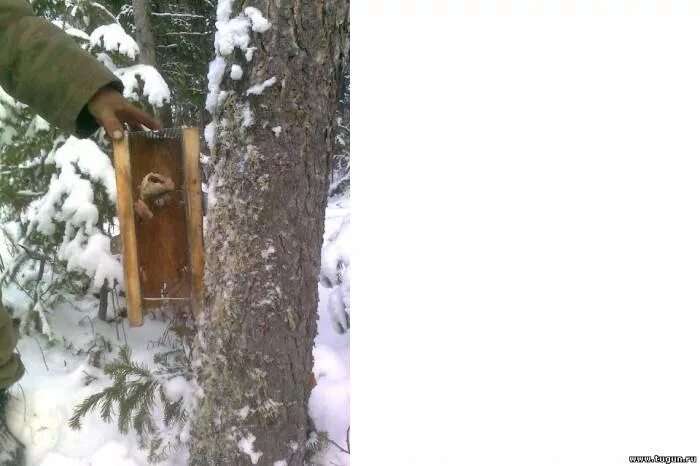 Приманка на соболя своими руками Рыбалка в Красноярске - Охотничья флудилка - Страница 68 - Рыболовный форум