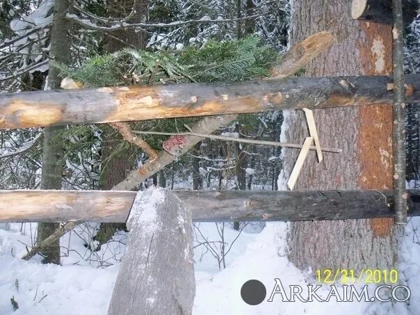 Приманка на соболя своими руками Охота на зверя и орудия и оружие для нее у разных народов - Курилка - Arkaim.co