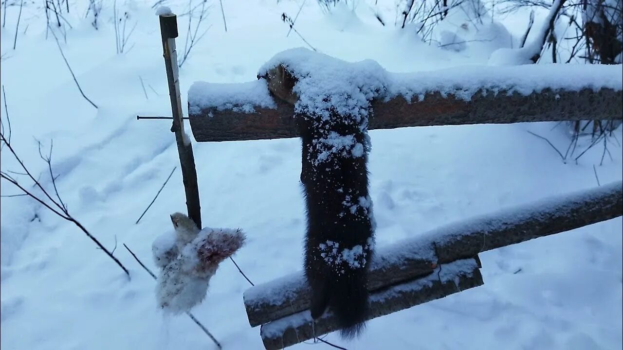 Приманка на соболя своими руками Сахалинская ловушка в деле 8 января 2022 - YouTube