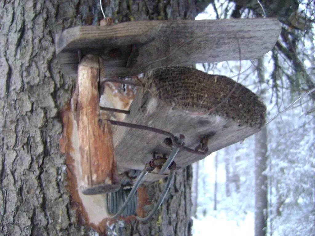 Приманка на соболя своими руками Приманки на соболя: найдено 84 картинок