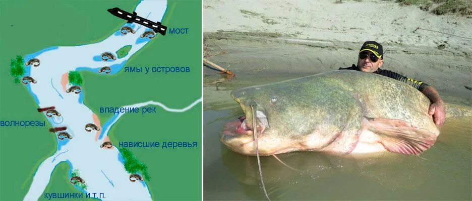 Приманка на сома своими руками Пин на доске pesca