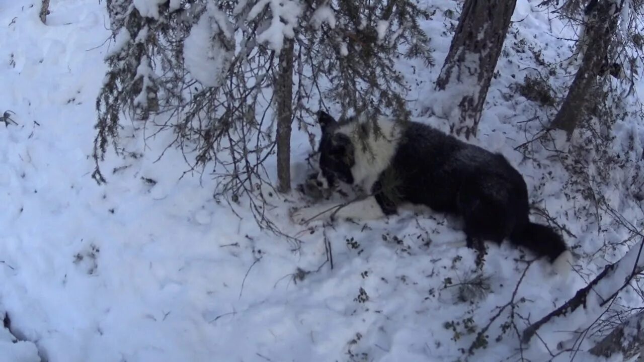 Приманка на волка своими руками проверка капканов на соболя3 - YouTube