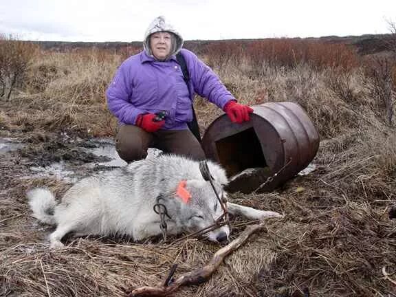 Приманка на волка своими руками Волк (охота и всё о Волке) - Просмотр темы * На Севере