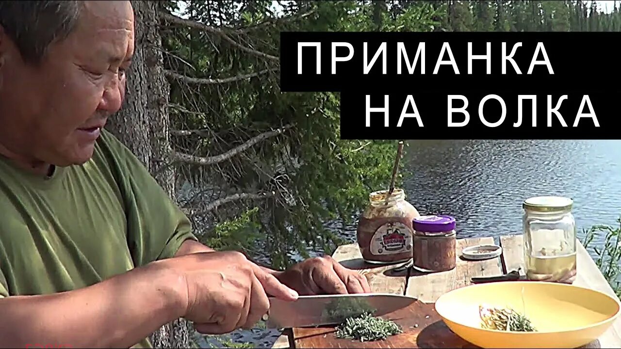 Приманка на волка своими руками Изготовление ПАХУЧЕЙ ПРИМАНКИ на ВОЛКА. - YouTube