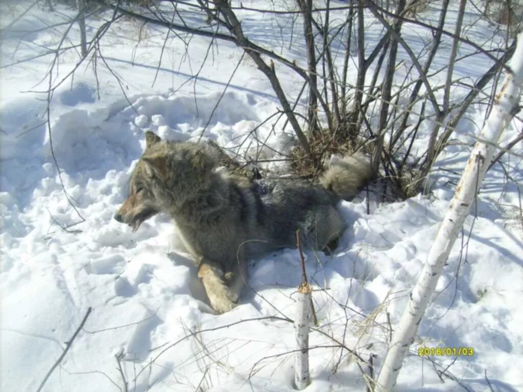 Приманка на волка своими руками снова про петли и силки на волка : Охота