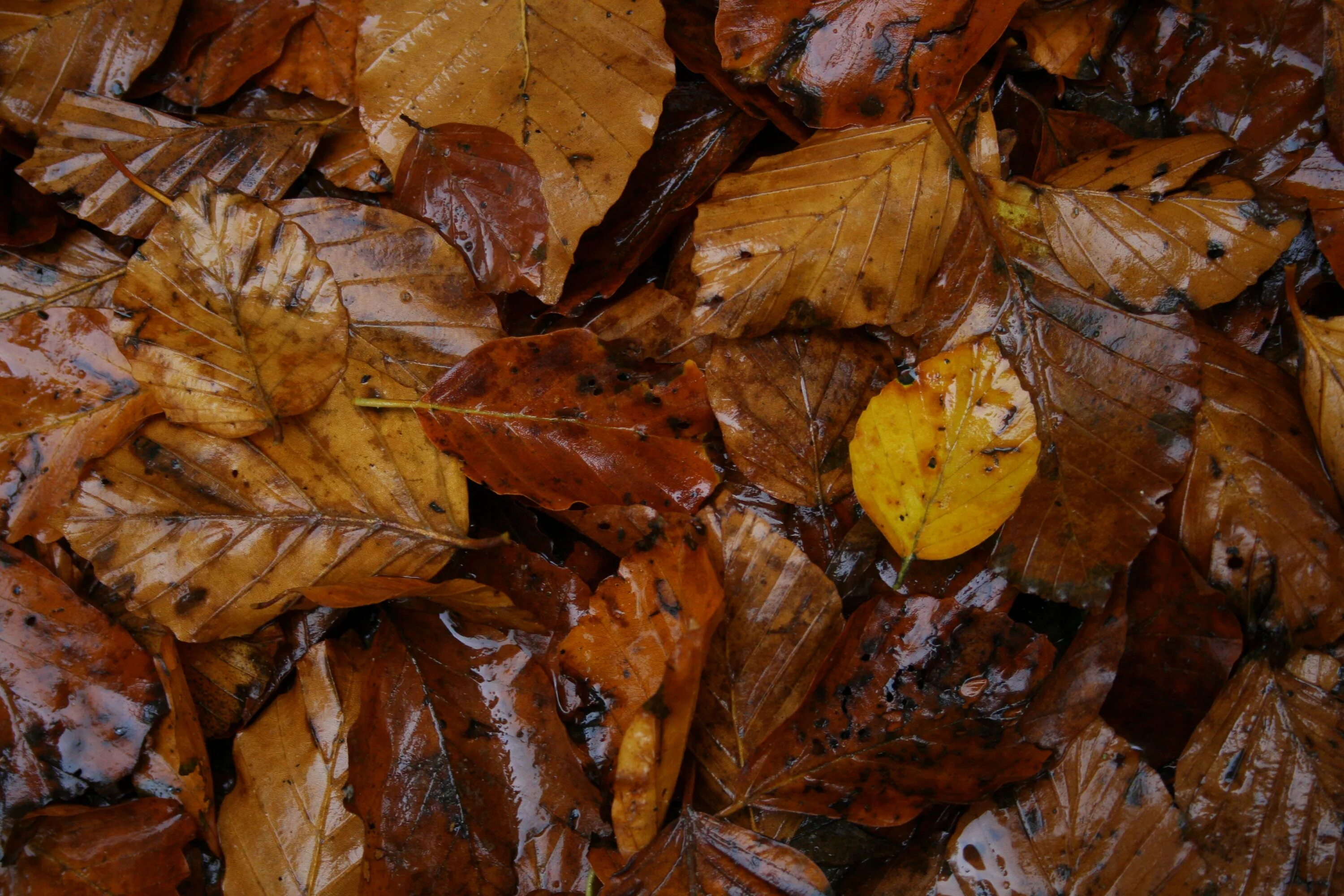 Примеры фото с листьями Free photo: Wet leafs - Autumn, Brown, Fallen - Free Download - Jooinn