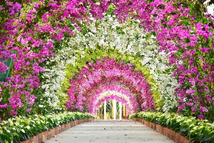 Примеры фото в цветах 20+ Stunning Nature Tunnels That Are Like Walking Through a Fairy Tale Orchids, 