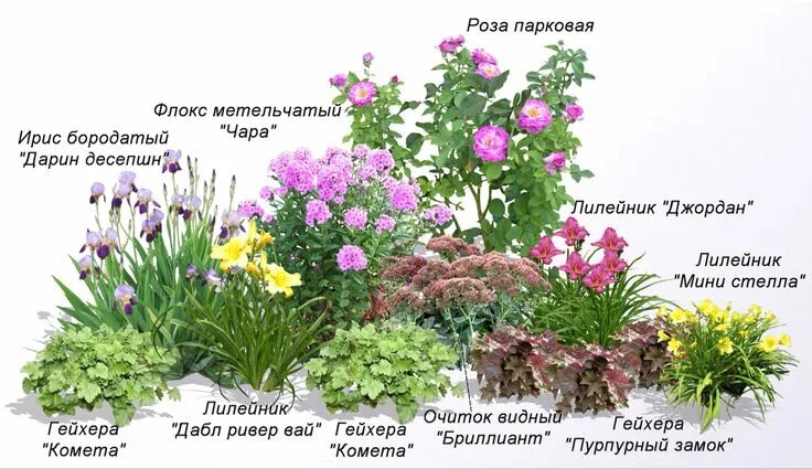 Примеры клумб из многолетников фото Pin by Natalya Zhukova on Клематис Fall garden vegetables, Garden swing, Dream g