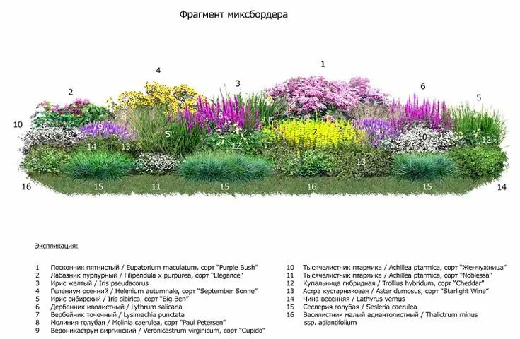 Примеры клумб из многолетников фото схемы Миксбордер - секреты правильного подбора растений, схемы Растения, Однолетние ра