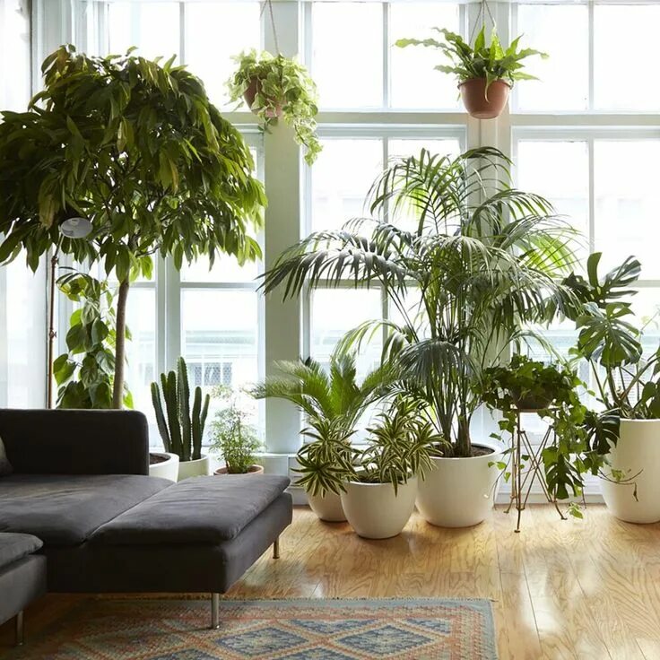 Приметы комнатных растений фото Our 9 Favorite Houseplants - Seattle's Favorite Garden Store Since 1924 - Swanso