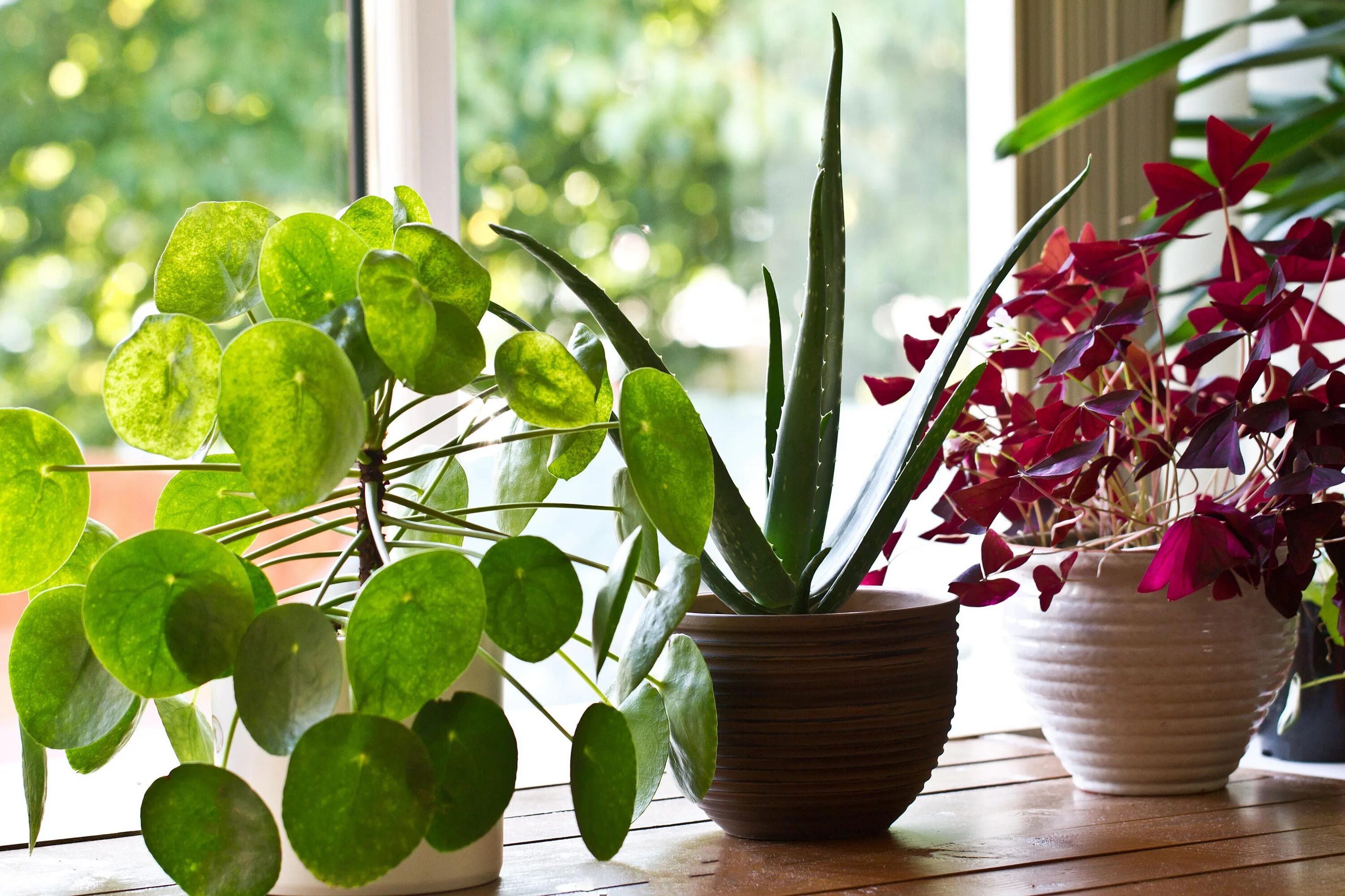 Приметы комнатных растений фото Houseplant myths: An expert sorts fact from fiction The Independent