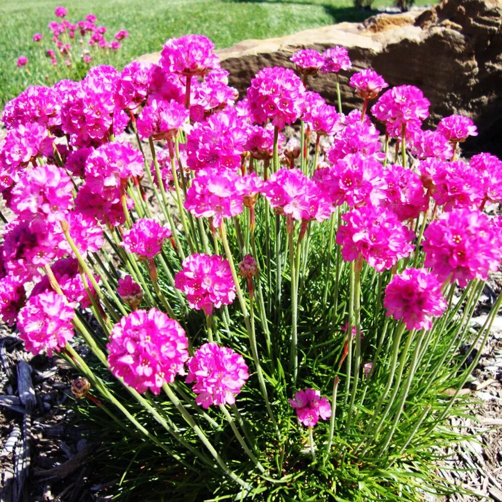 Многолетний садовый цветок Армерия (Armeria) Plants, Garden, Instagram