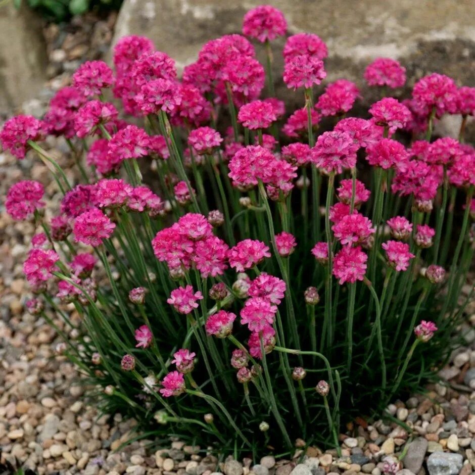 Приморская армерия фото многолетник Купить Армерия приморская Abbey Deep Rose - Армерия - GardenPlants