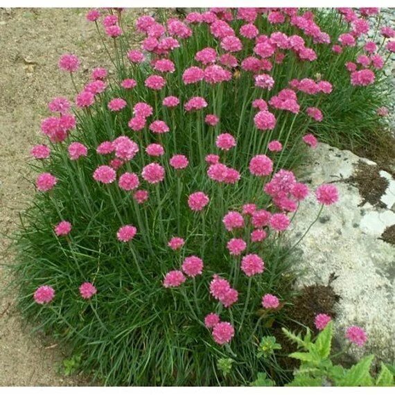 Приморская армерия фото многолетник Armeria maritima 'Splendens' Live Pink Sea Thrift Plants Full Sun Perennial Flow