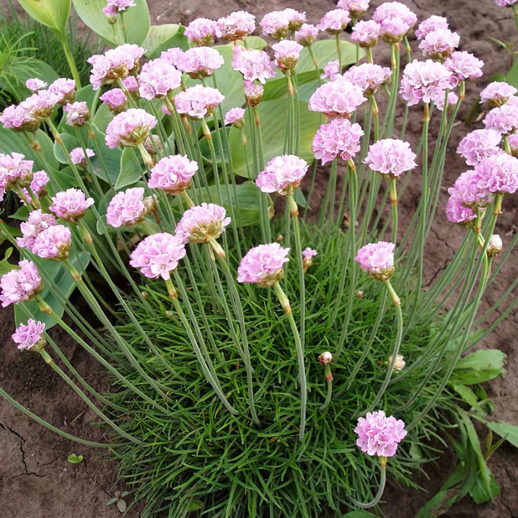 Приморская армерия фото многолетник Армерия приморская Розеа Armeria maritima Rosea - купить многолетники с доставко