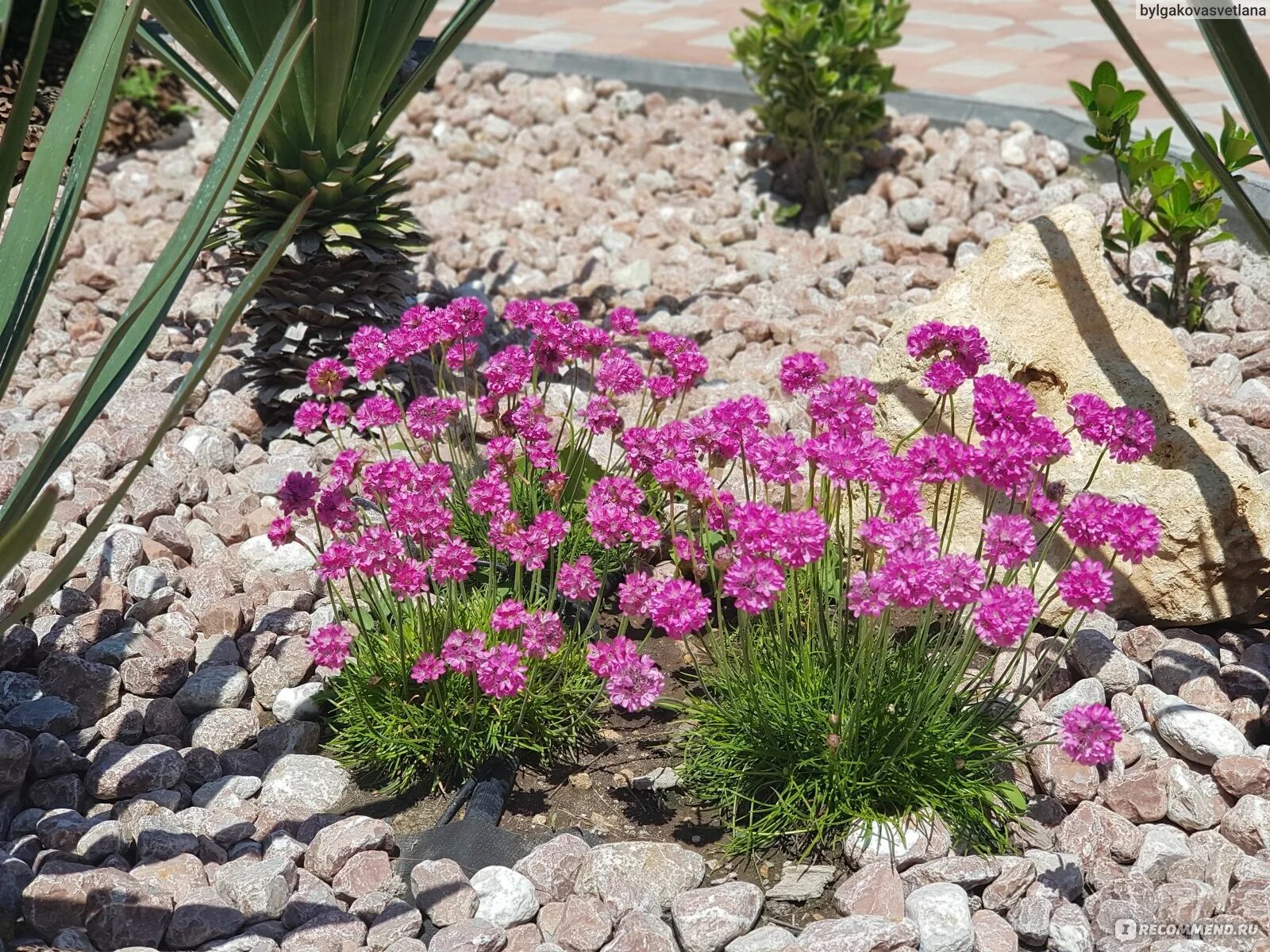 Приморская армерия фото многолетник Армерия приморская (Armeria maritima) - "Неприхотливый цветущий почвопокровник, 