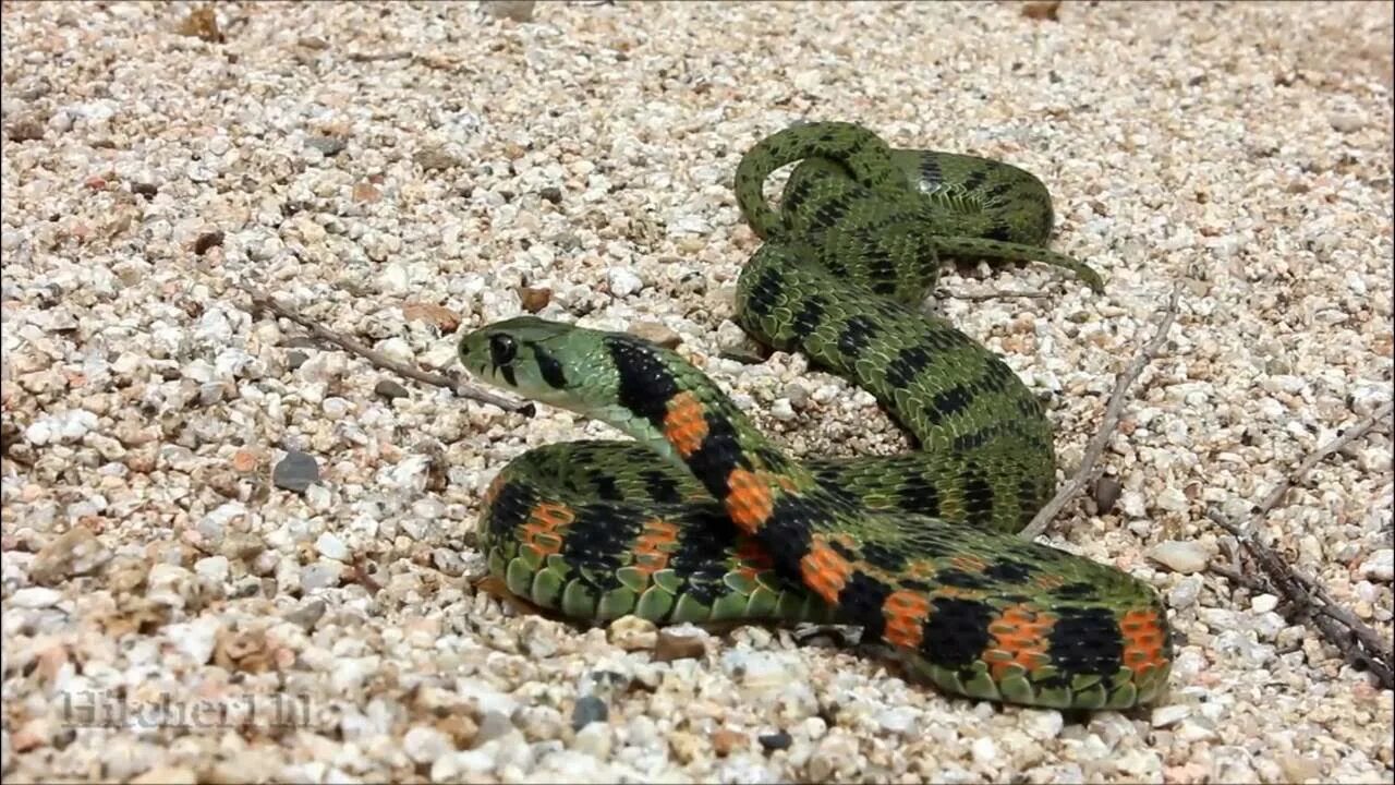 Приморская гадюка фото Змеи Приморского Края: тигровый уж (Rhabdophis tigrinus) tiger keelback - YouTub