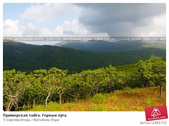 Приморская тайга фото Приморская тайга. Горные луга. Стоковое фото № 2853113, фотограф Сергеев Игорь /