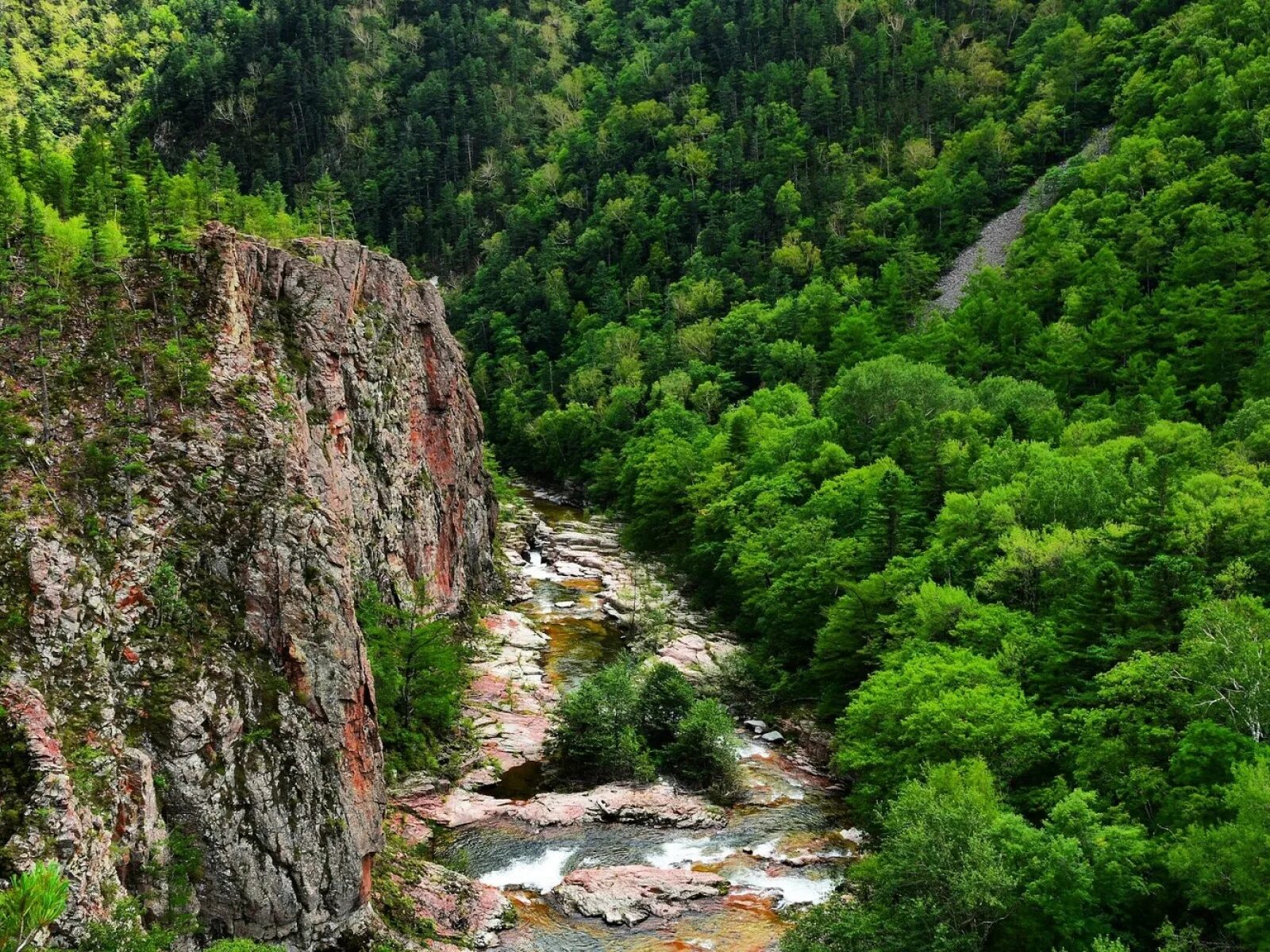 Приморская тайга фото Уссурийская Фитостудия-63.ру