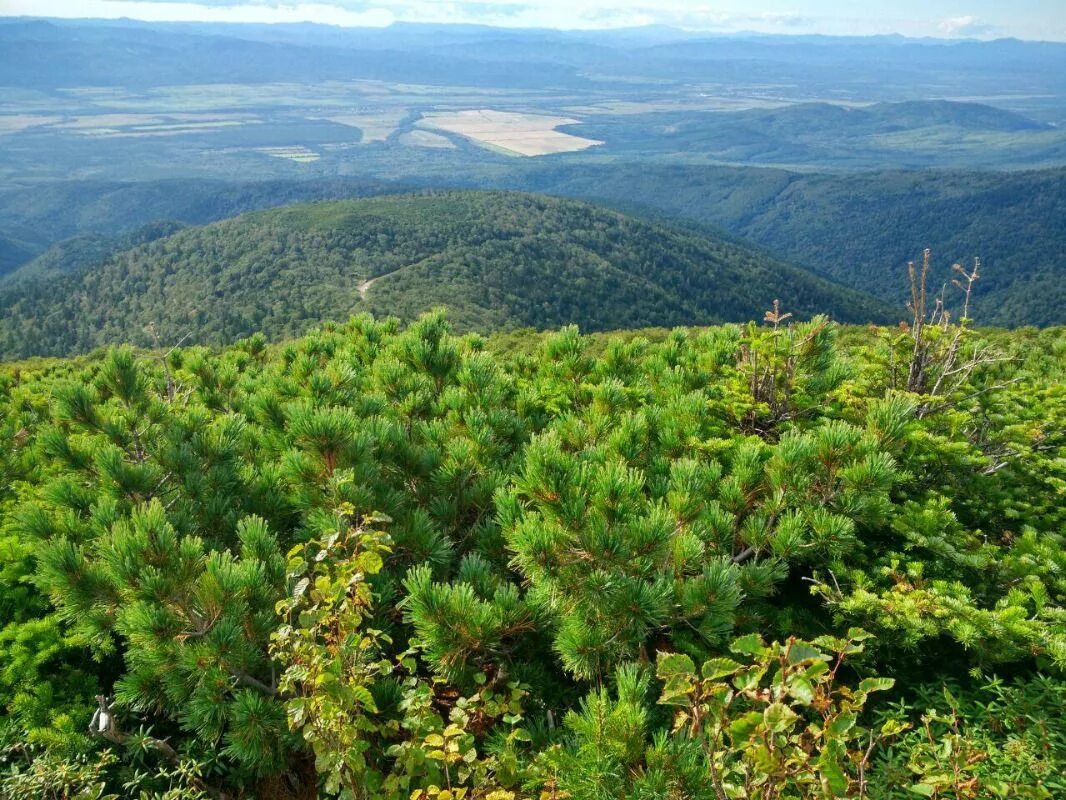 Приморская тайга фото Сахалин поляна