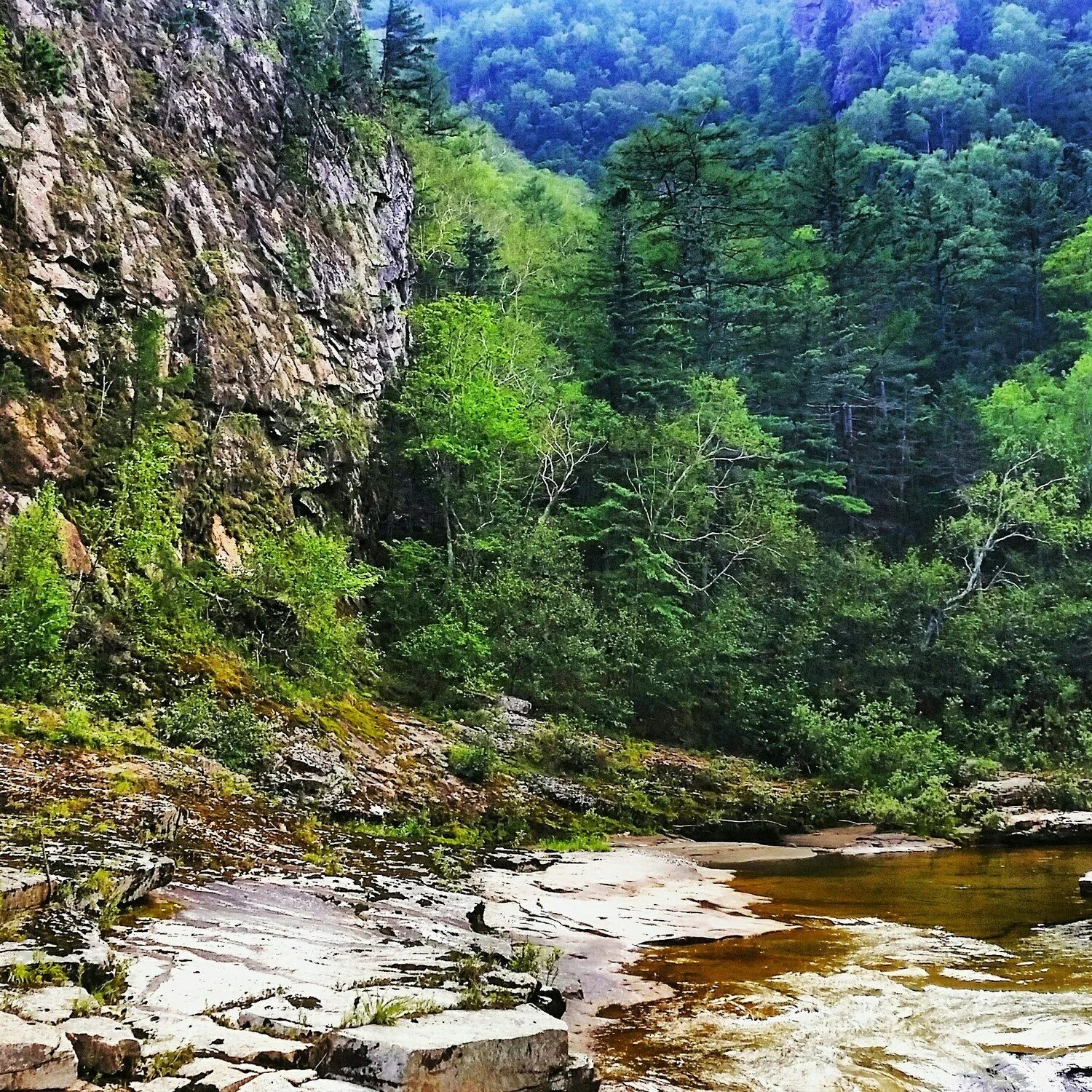 Приморская тайга фото Заказники приморского края