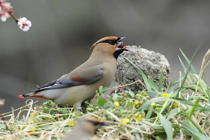 Приморские птицы фото Japon İpekkuyruğu / The Japanese Waxwing