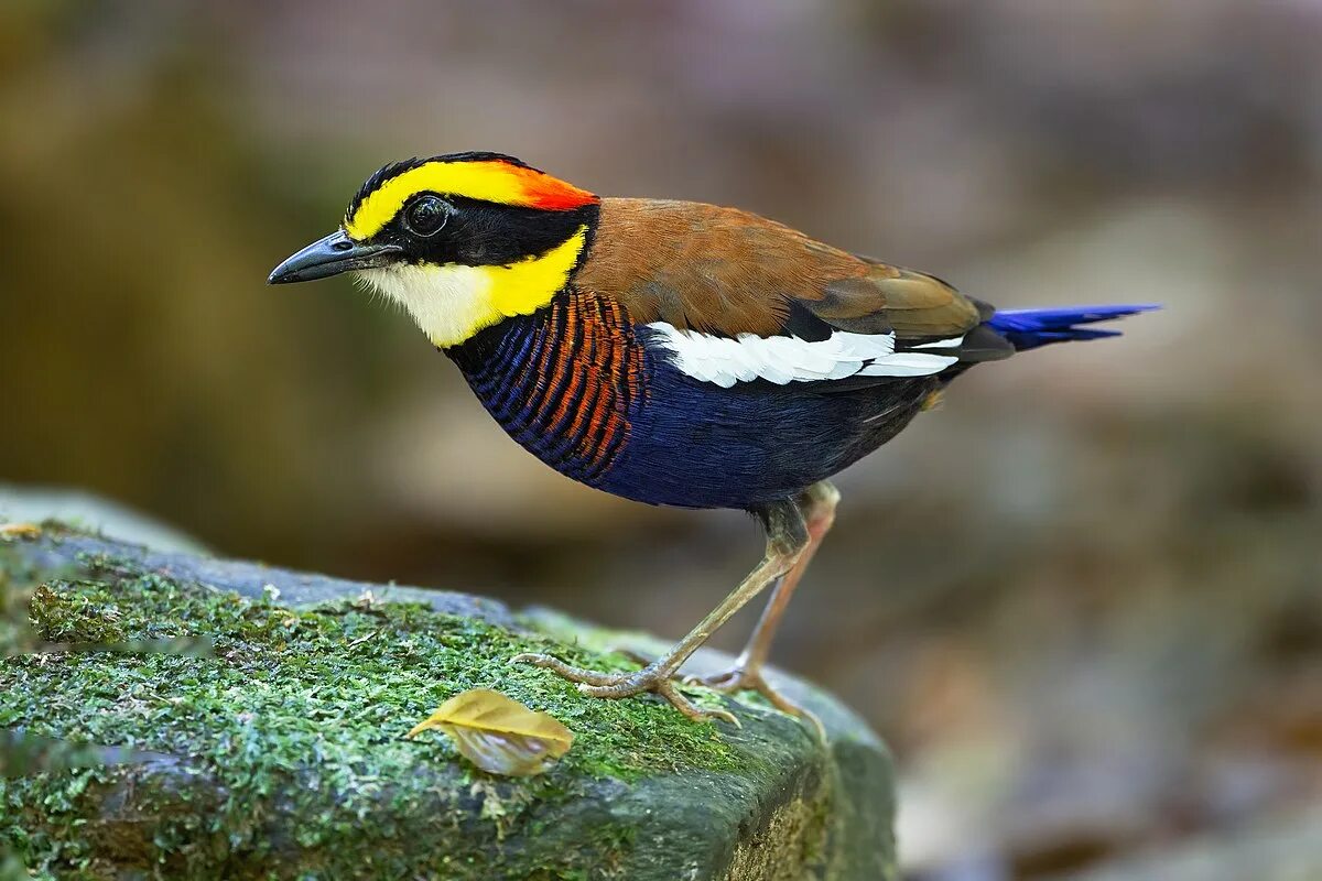 Приморские птицы фото и названия Malayan banded pitta - Wikipedia