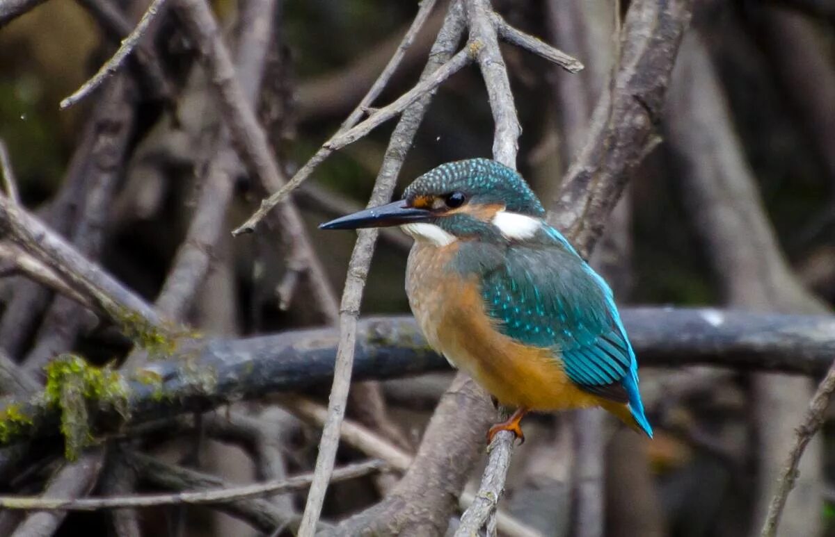 Приморские птицы фото и названия Common Kingfisher (Alcedo atthis). Birds of Siberia.