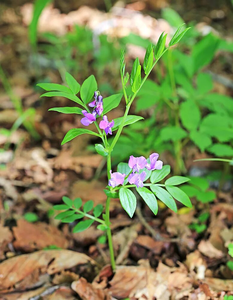 Приморские растения описание и фото Lathyrus komarovii - Image of an specimen - Plantarium