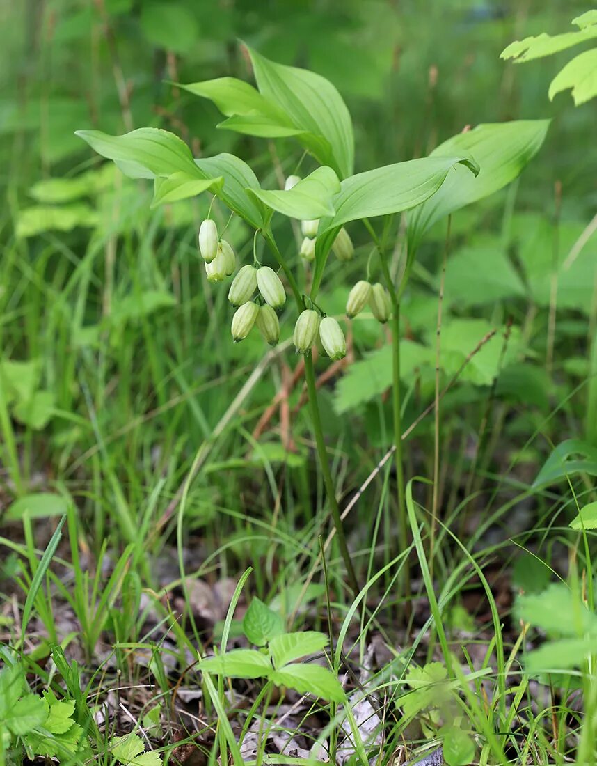 Приморские растения описание и фото Polygonatum acuminatifolium - Image of an specimen - Plantarium