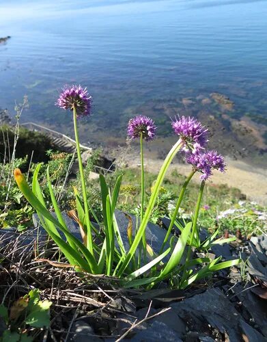 Приморские растения описание и фото Allium spirale - iNaturalist