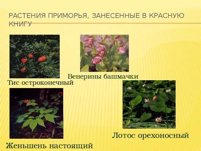 Приморские растения описание и фото Проект Красная книга Приморского края