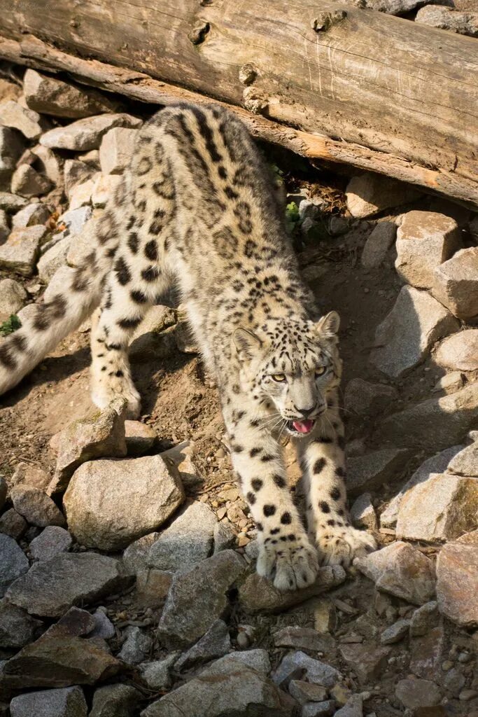 Приморский барс требования к фото Magical Nature Tour Snow leopard, Wild cats, Animals wild