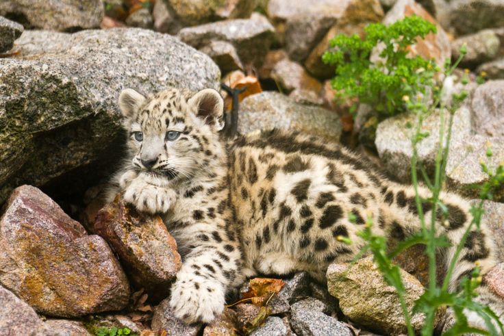 Приморский барс требования к фото Cute Snow Leopard Cub at Zoo Karlsruhe