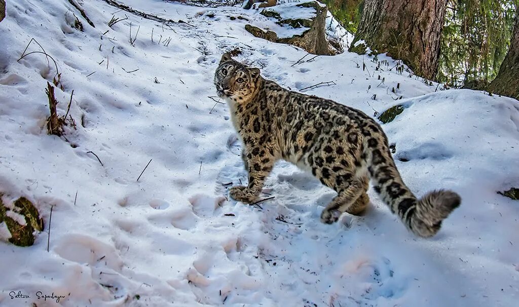 Приморский барс требования к фото Действия в защиту снежного барса IUCN