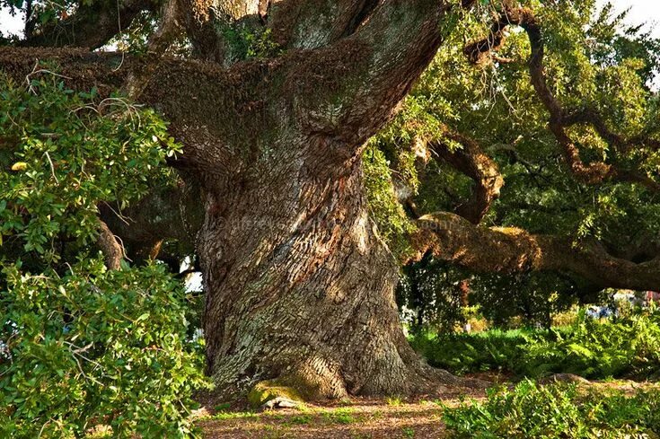 Приморский дуб фото old oak tree - Google Search Old oak tree, Tree, Old trees