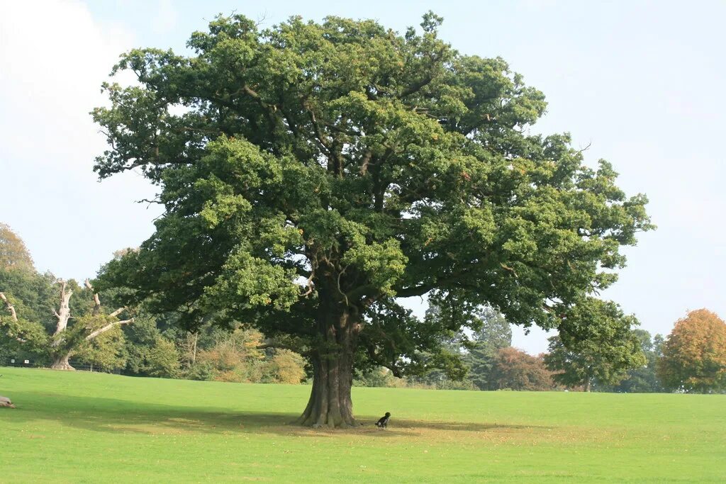 Приморский дуб фото Oak trees Flickr