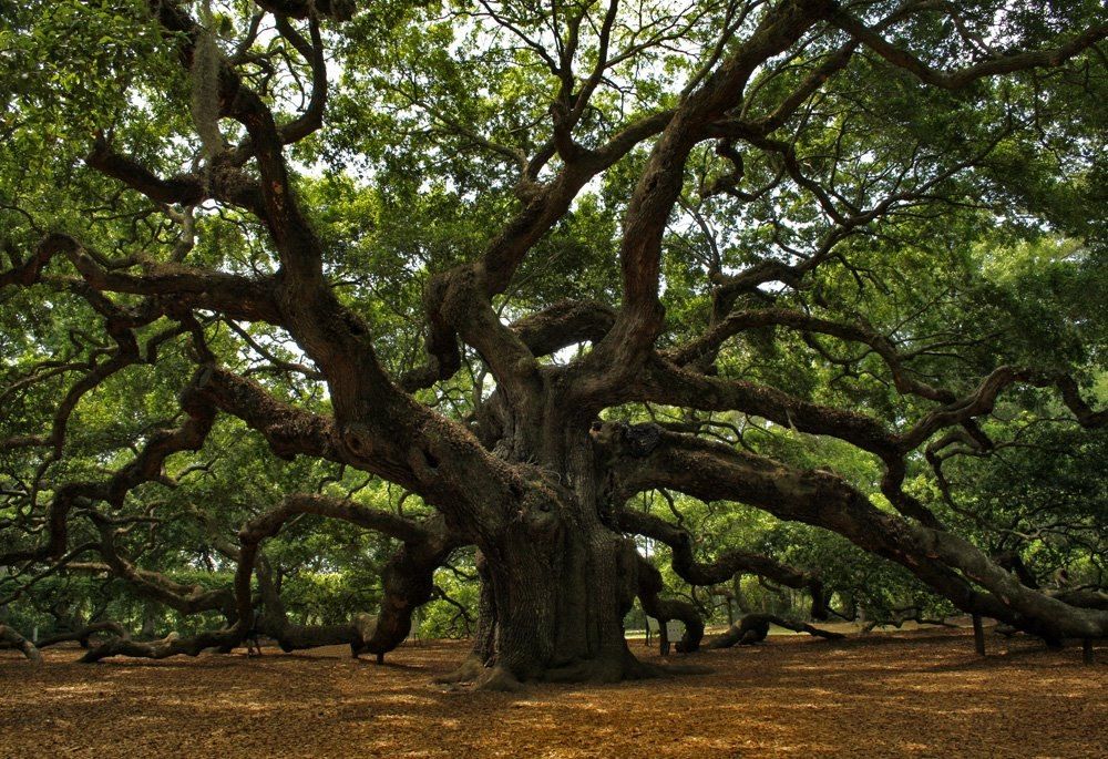 Приморский дуб фото Фотографии Андрея Lightwarrior - 1 931 фотография Angel oak trees, Angel oak, Pi