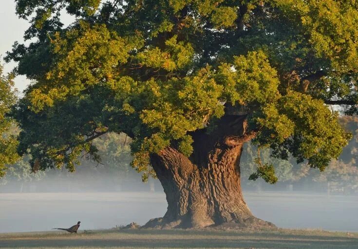 Приморский дуб фото Самый большой дуб в мире (72 фото) Old trees, Beautiful tree, Unique trees