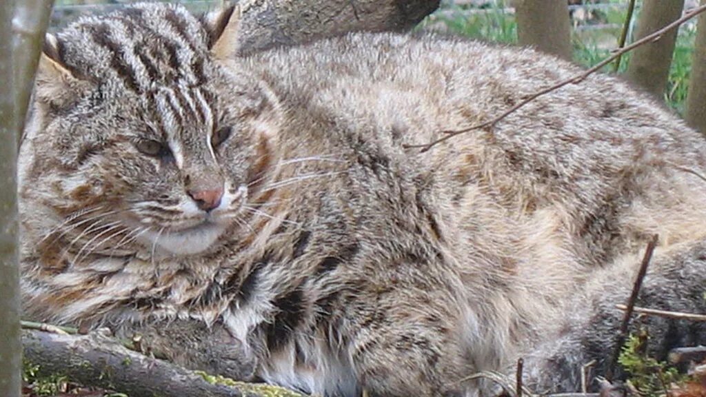 Приморский камышовый кот фото Фотографии дальневосточного камышового кота Природные истории Фотогалерея природ