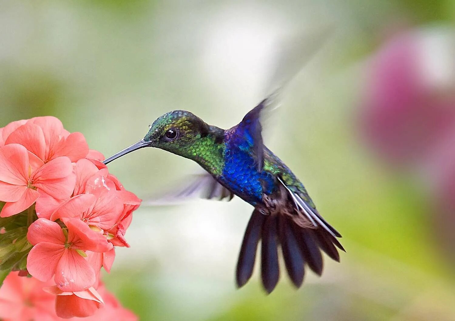 Приморский колибри фото 11 Vibrant Flowers That Attract Hummingbirds