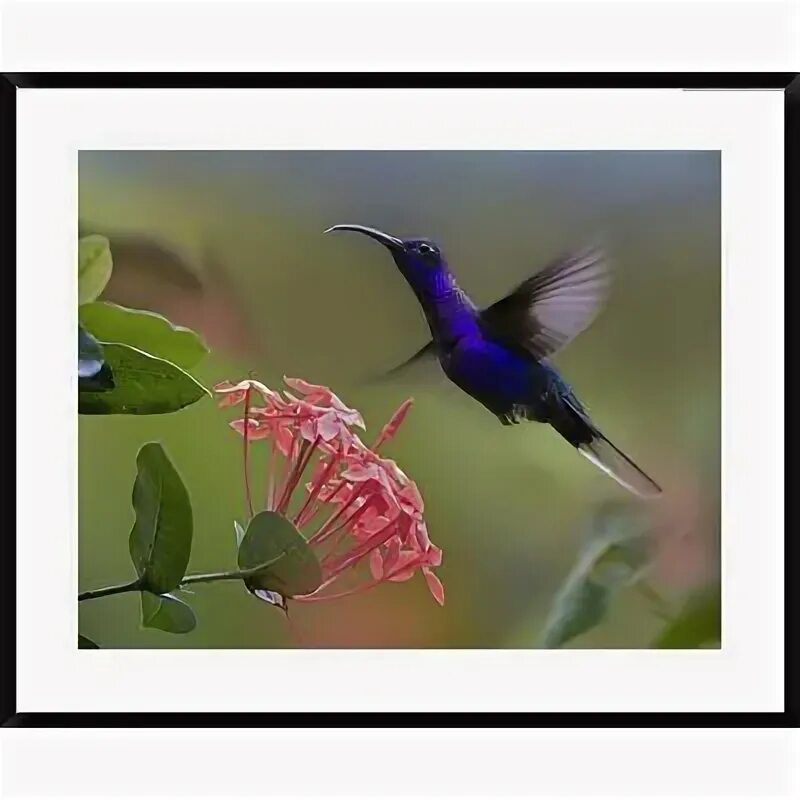 Приморский колибри фото Global Gallery Violet Sabre-Wing Hummingbird Feeding at Flower, Costa Rica by Ti