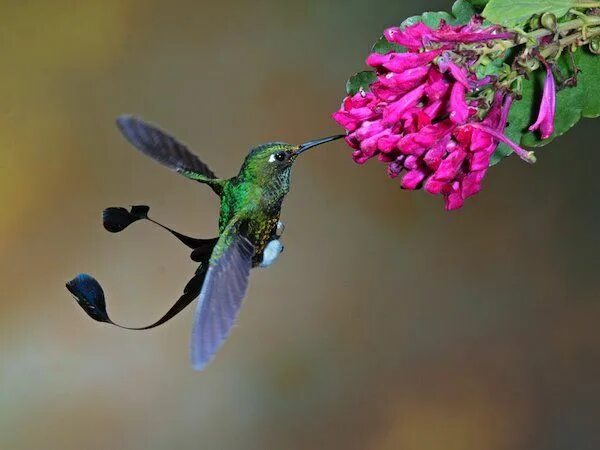 Приморский колибри фото Pin de Nancy Jarvis en ANIMALS ANIMALS ANIMALS!!! Aves de compañía, Fotos de col