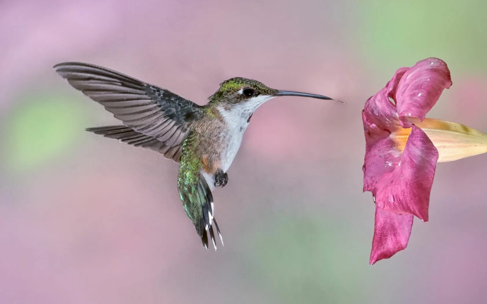 Приморский колибри фото Lowcountry Hummingbirds & High Speed Photography Hummingbirds photography, High 