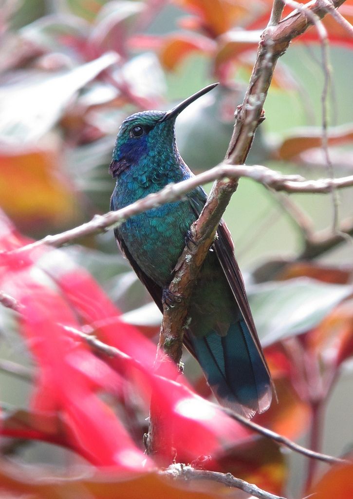 Приморский колибри фото Colibri cyanotus / Lesser Violetear Bird, Photo sharing, Hummingbird tattoo