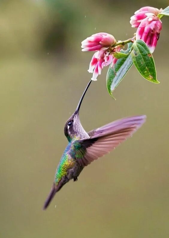 Приморский колибри фото Colibris - Hummingbirds in 2022 Hummingbird pictures, Pet birds, Beautiful birds