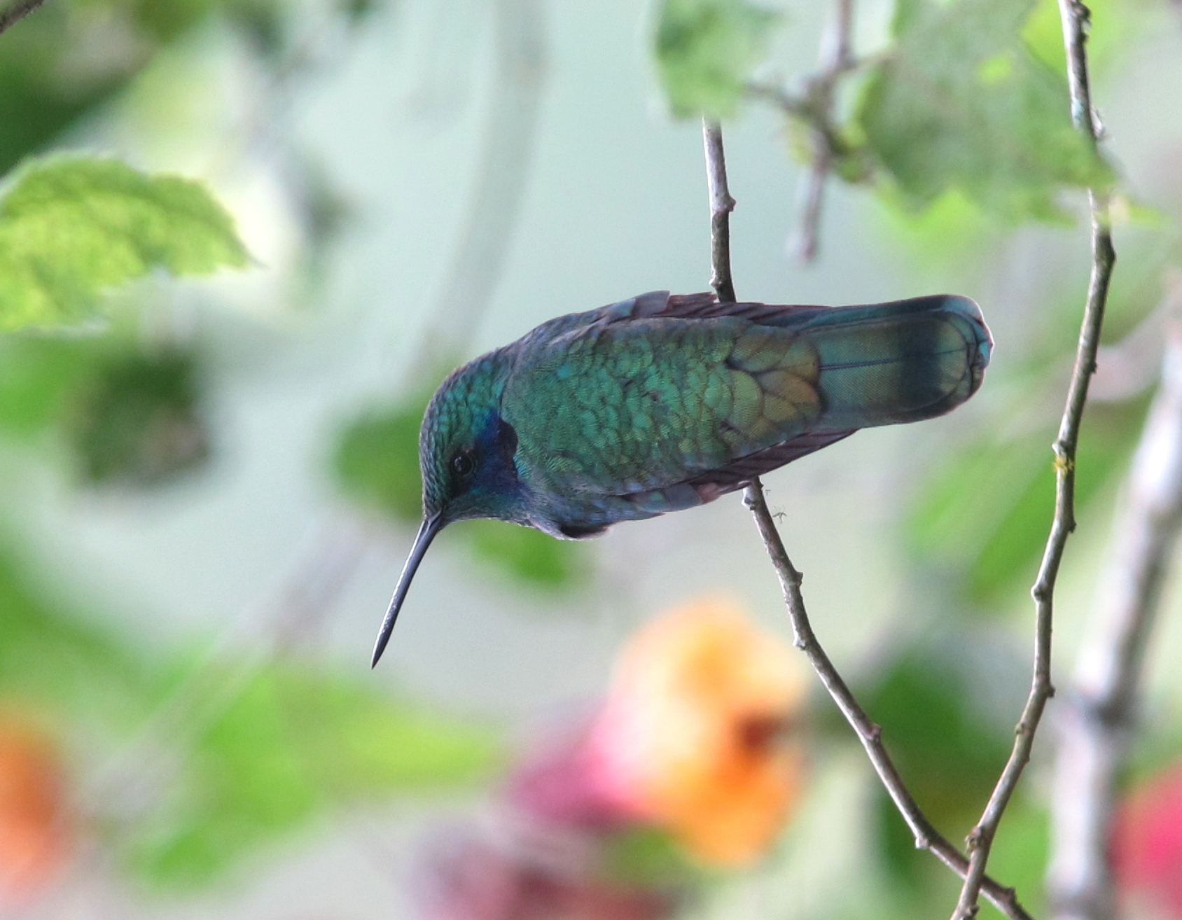 Приморский колибри фото File:Colibri cyanotus Lesser Violetear (14359780642).jpg - Wikimedia Commons